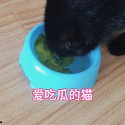娱乐吃瓜猫咪视频,猫咪吃瓜视频大盘点
